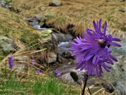 51 Soldanella pusilla (Soldanella della silice) con ruscelletto discendernte dal Valletto